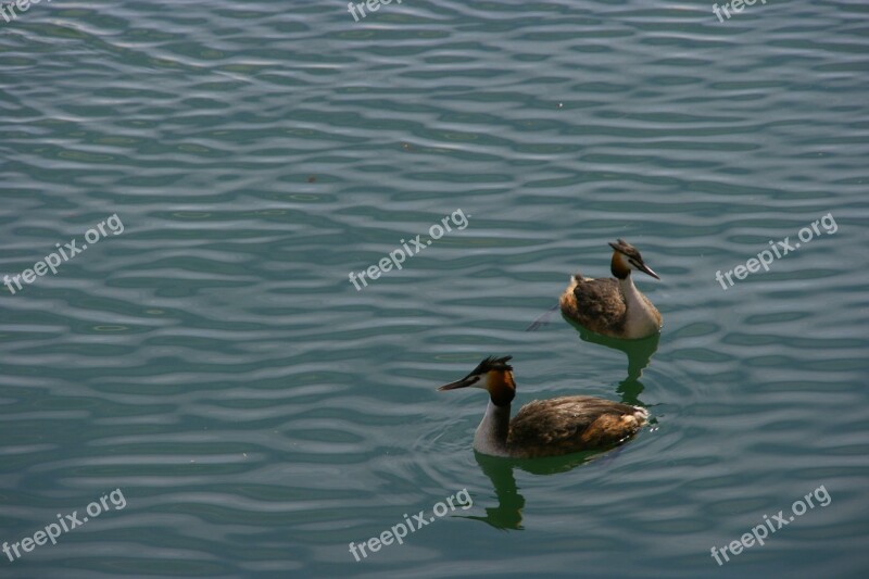 Animals Birds Nature Flying Wing