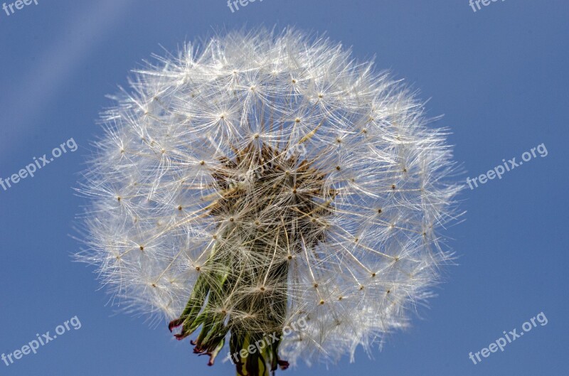 Flower Dandelion Close Nature White