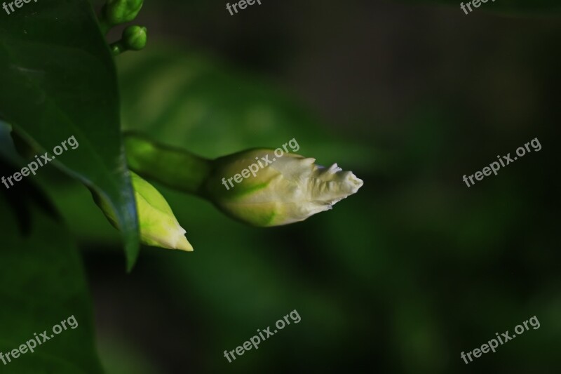 Macro Green Nature Color Summer