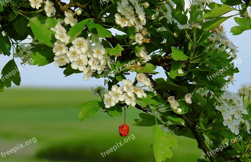 Flowers Flowering Flowers Of Hawthorn Crataegus Free Photos