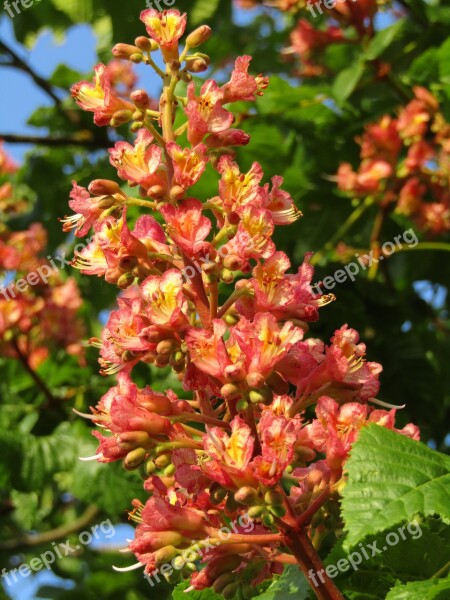 Chestnut Chestnut Blossom Flowers Candle Chestnut Tree