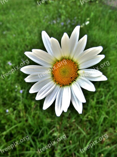 Marguerite Single Flower Daisies White Pointed Flower