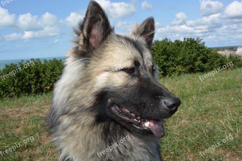 Dog Bitch Dog Eurasier Portrait Profile Dog Black Muzzle