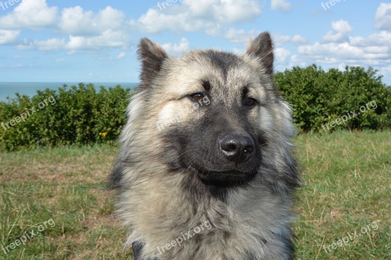 Dog Bitch Dog Eurasier Female Animal