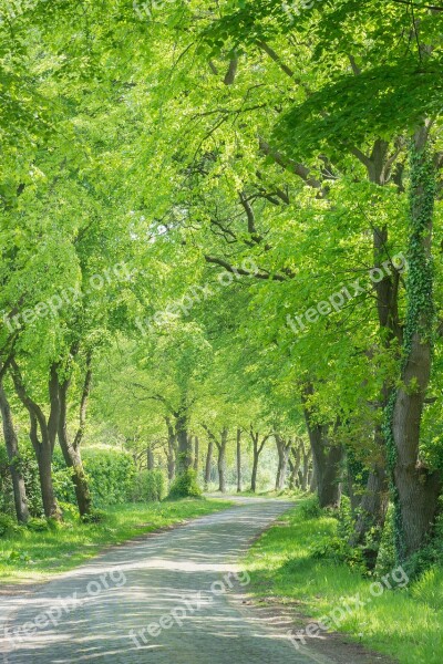 Avenue Road Cobblestones Trees Nature