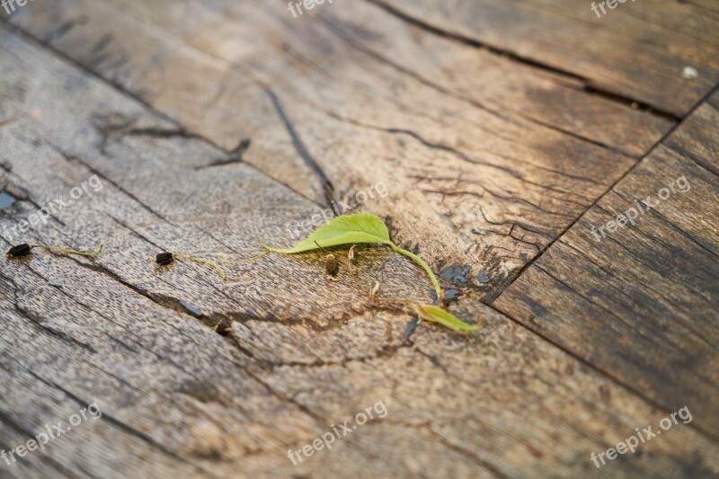 Ground Wood-fibre Boards Table Texture Wood