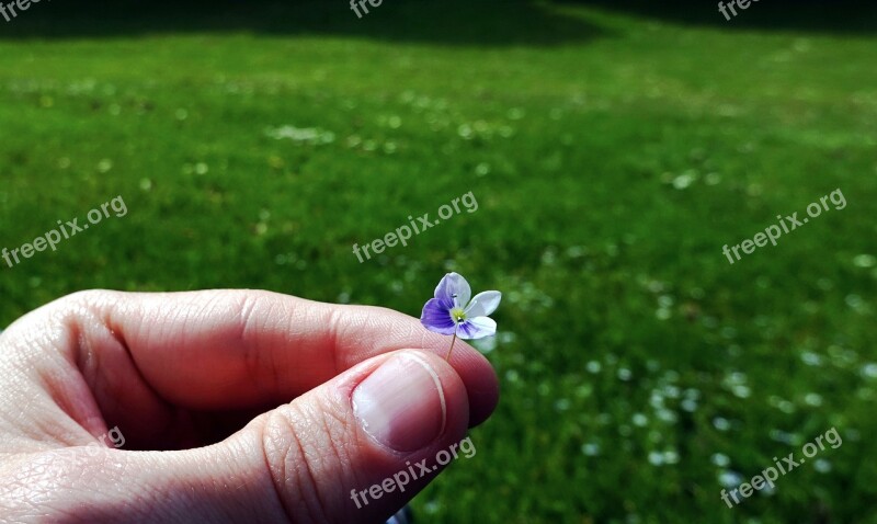 Flower Hand Meadow Nature Love