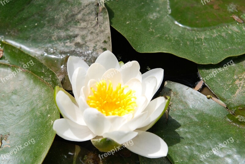 Lotus Lotus Leaf Flowers Pond Buddhism