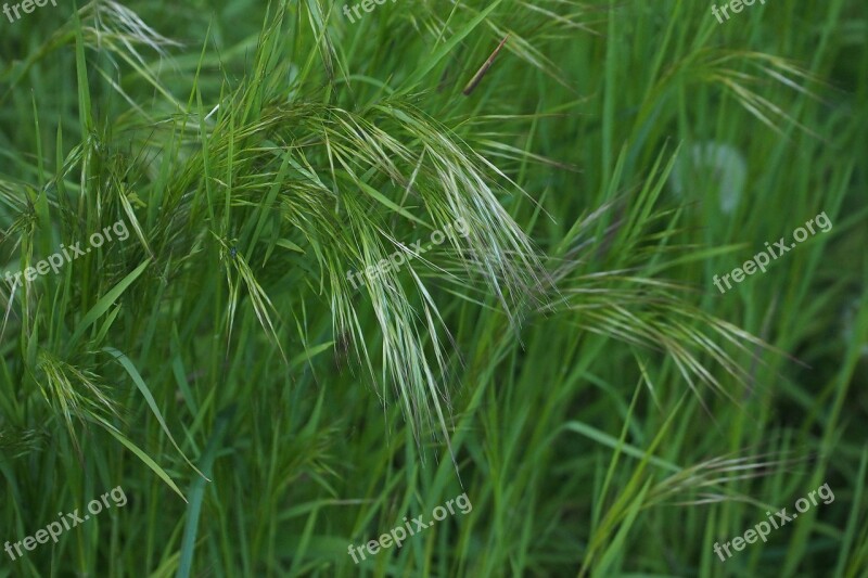 Grass Green Nature Meadow Grasses