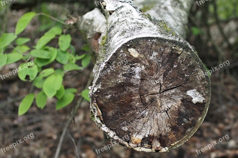 Log Forest Nature Wood Tree