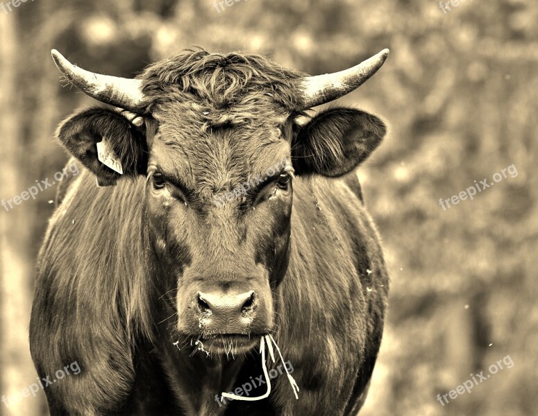 Cow Black Cattle Head Mammal