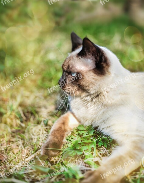 Kitten Cat Ragdoll Pet Animal