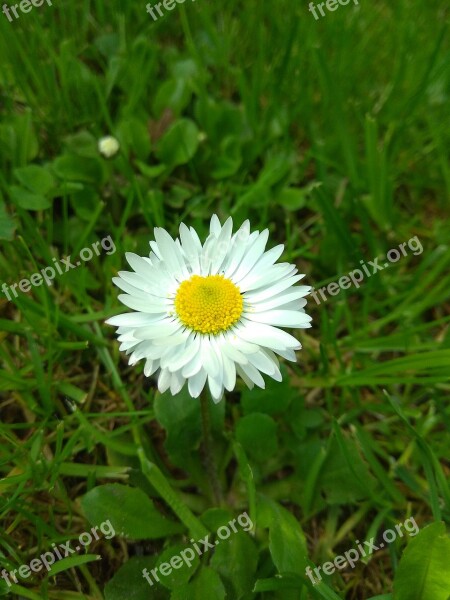 Daisy Flower Spring Flowers Garden