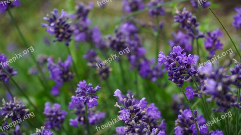 Lavender Flowers Nature Violet Purple