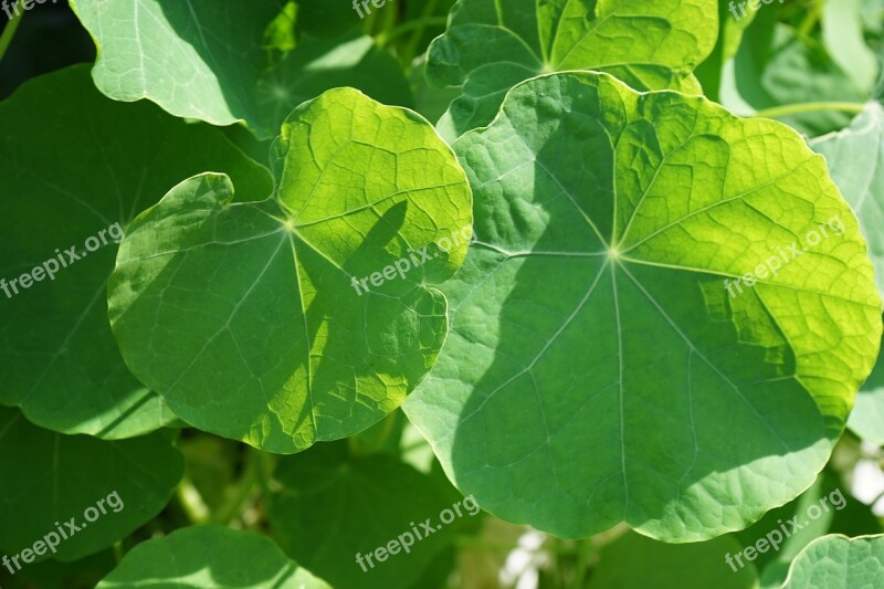 Leaf Green Shadow Sunbeam Nature Free Photos