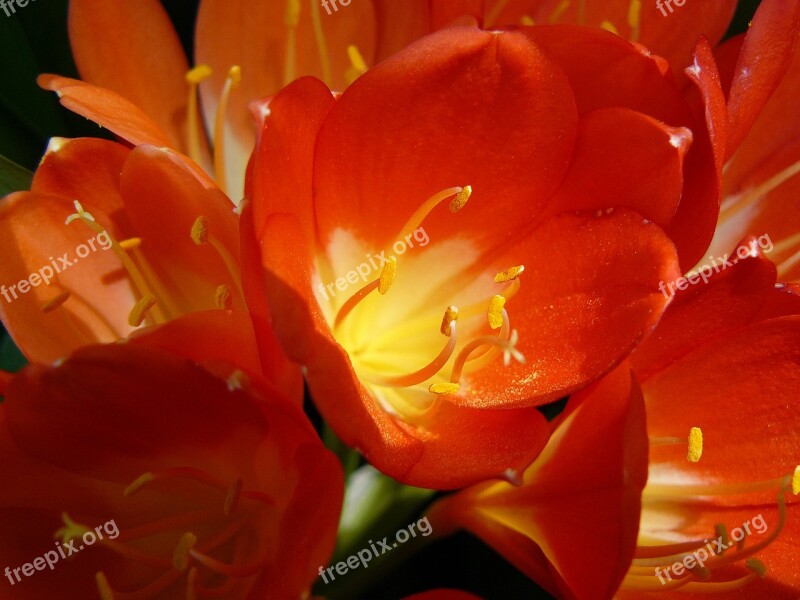 Blossom Bloom Red Close Up Klievie