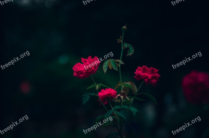 Rose Flower Blooming Red Rose Background