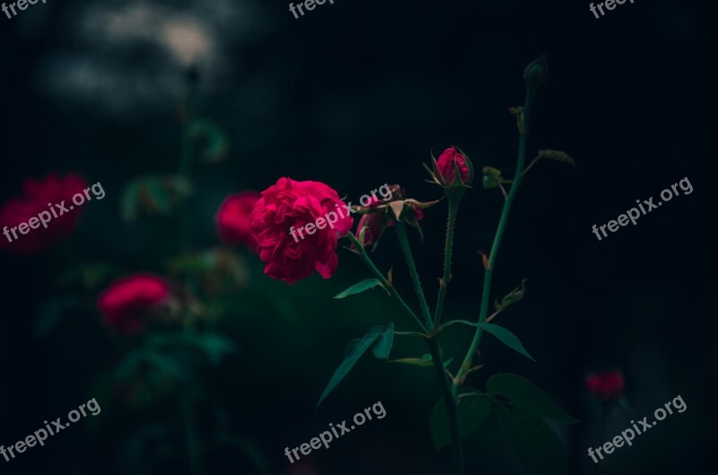 Rose Flower Blooming Red Rose Background