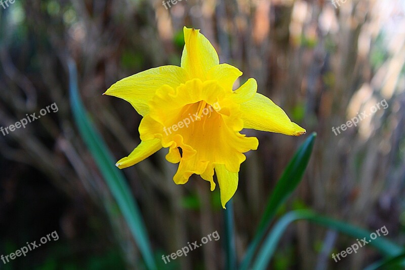 Flower Plant Blossom Bloom Nature