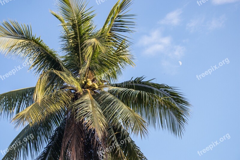 Palm Paradise Sky Moon Tropics