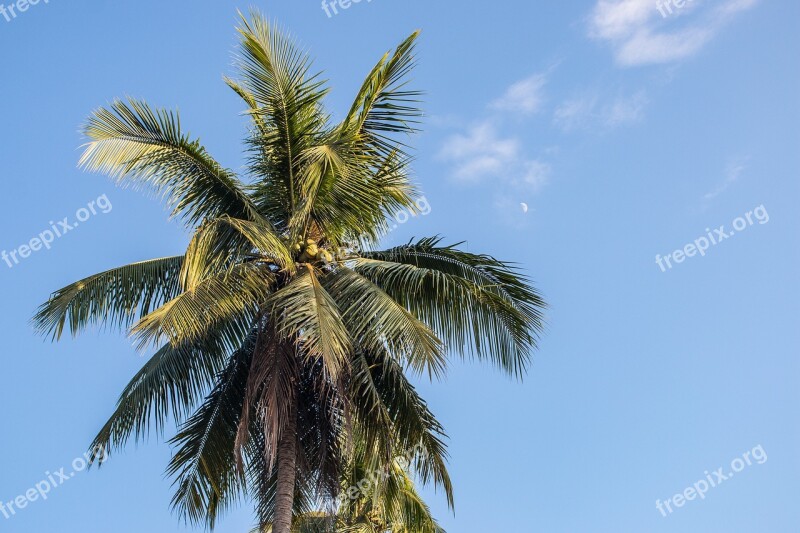 Palm Trees Paradise Sky Moon Tropics