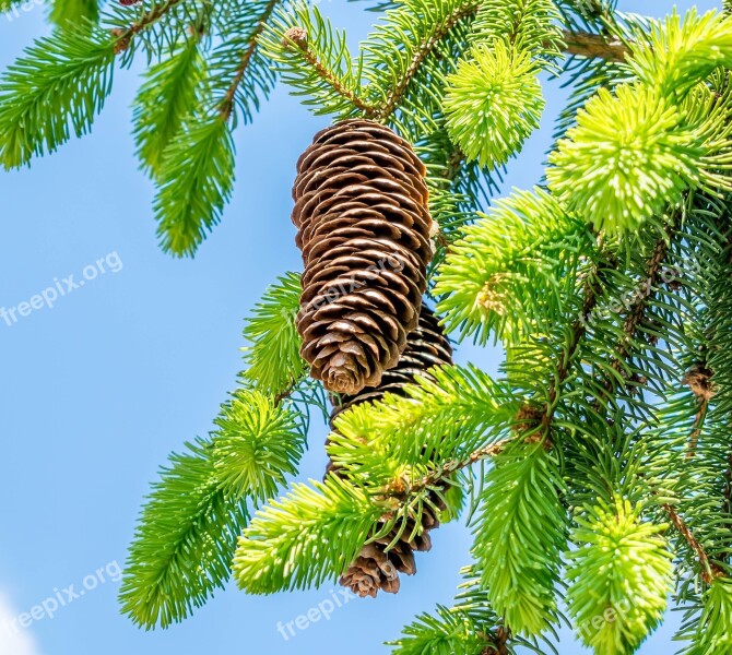 Pine Cones Fir Tree Tree Nature Tannenzweig