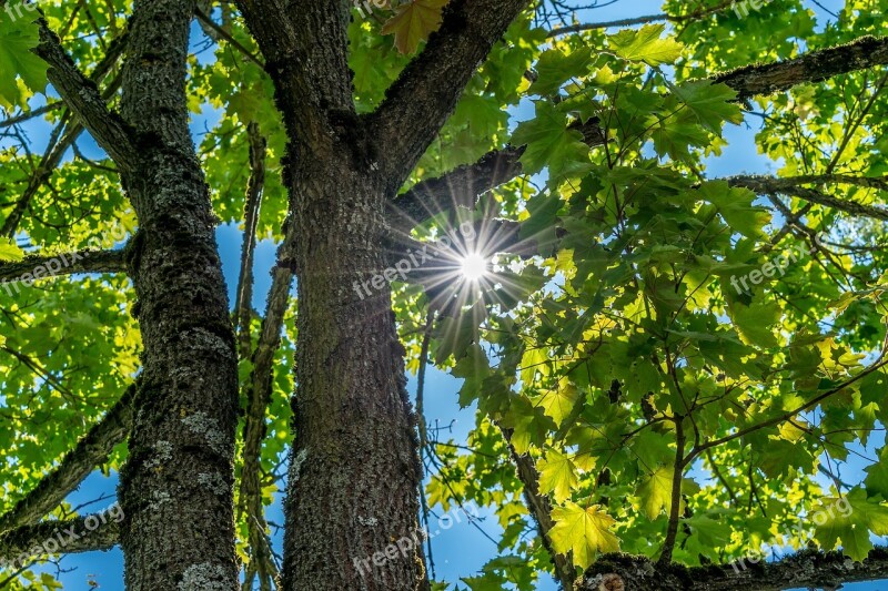 Tree Sunlight Broken Plenty Of Natural Light Nature