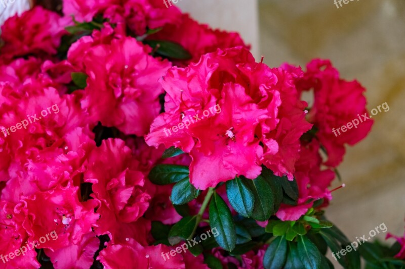 Flower Azalea Spring Pink Rhododendron