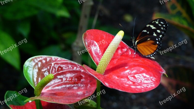 Nature Flower Butterfly Plant Biosphere