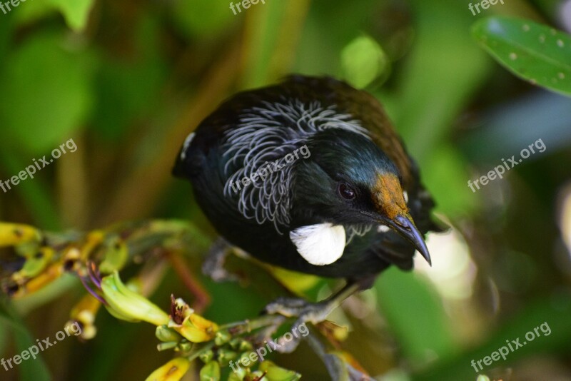 Tui Bird Branch Tree Native