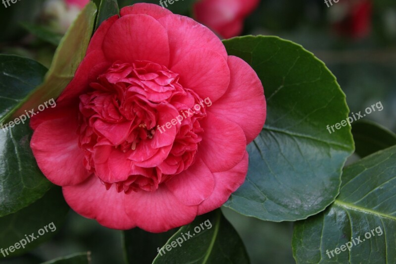 Flower Pink Flower Camelia Shrub Nature