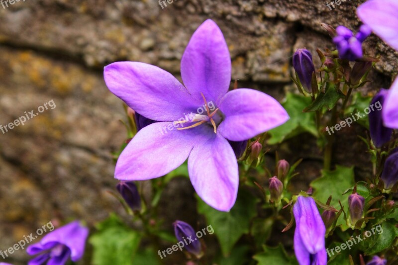 Flower Bluebell Blue Star Blue Butterfly Orchid