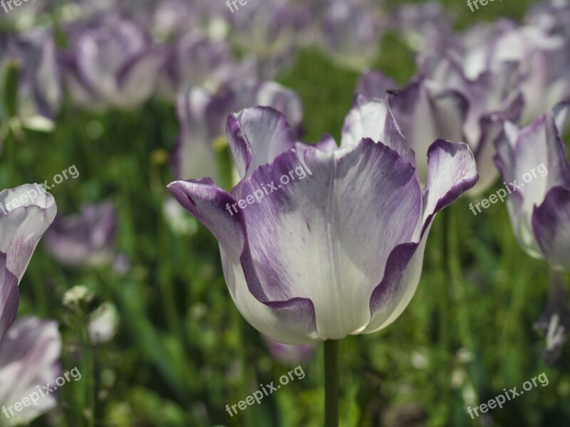 Tulip Garden Flowers Tulips Flower