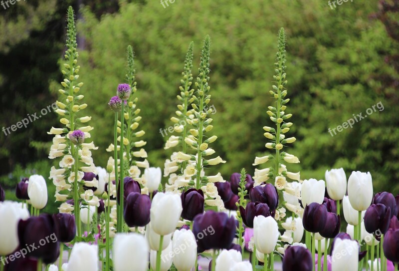 Thimble Tulips White Purple Flowers