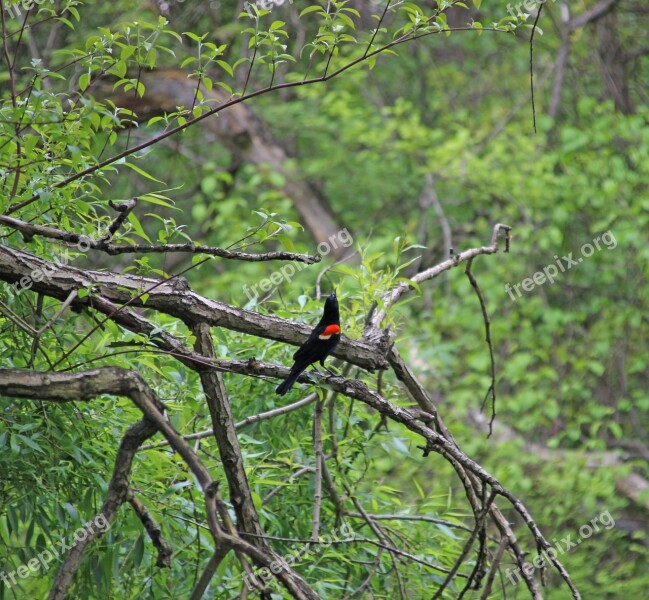 Bird Botanical Garden Nyc Swamp Black