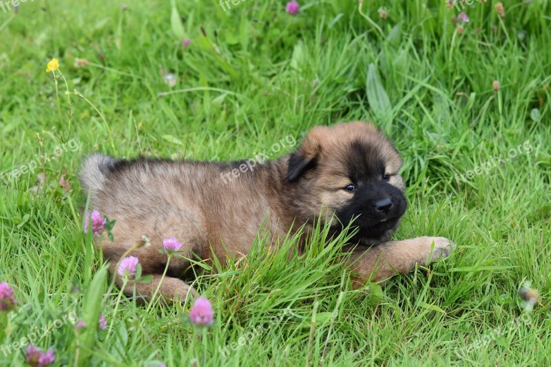 Dog Puppy Eurasier Pup Female Eurasier