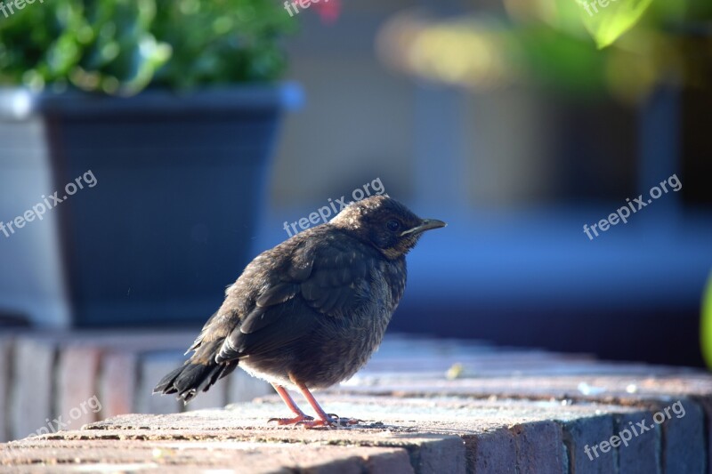 Bird Nature Young Animal World Feather