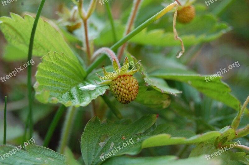 Strawberry Green Immature Fruit Garden