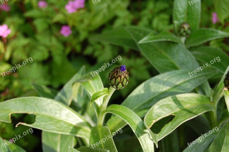 Blueberry Bud Flower Spring Summer