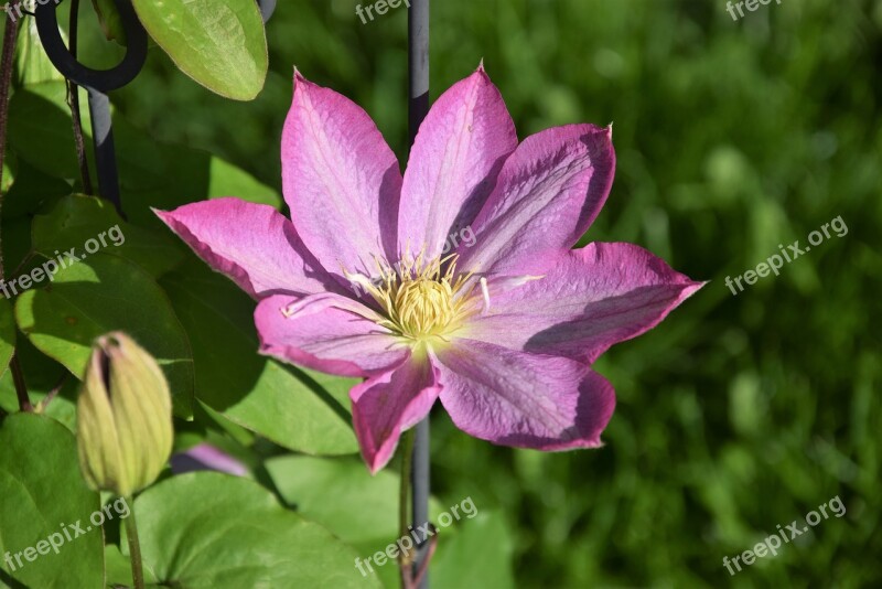 Clematis Spring Flower Flowers Nature