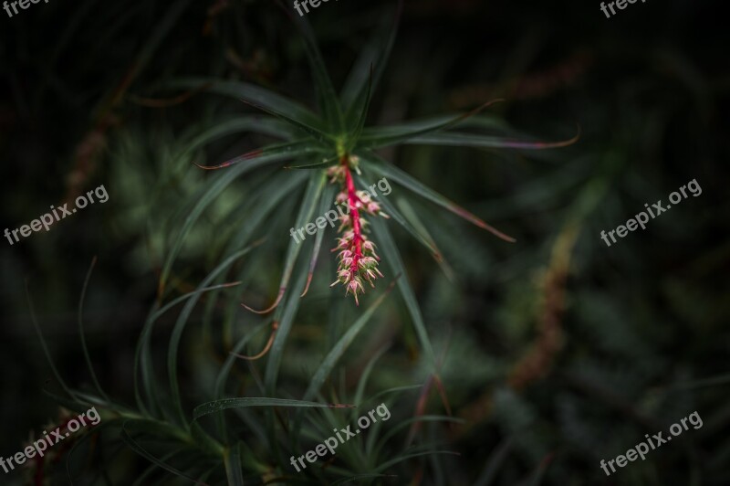 Flower Garden Nature Plant Blossom