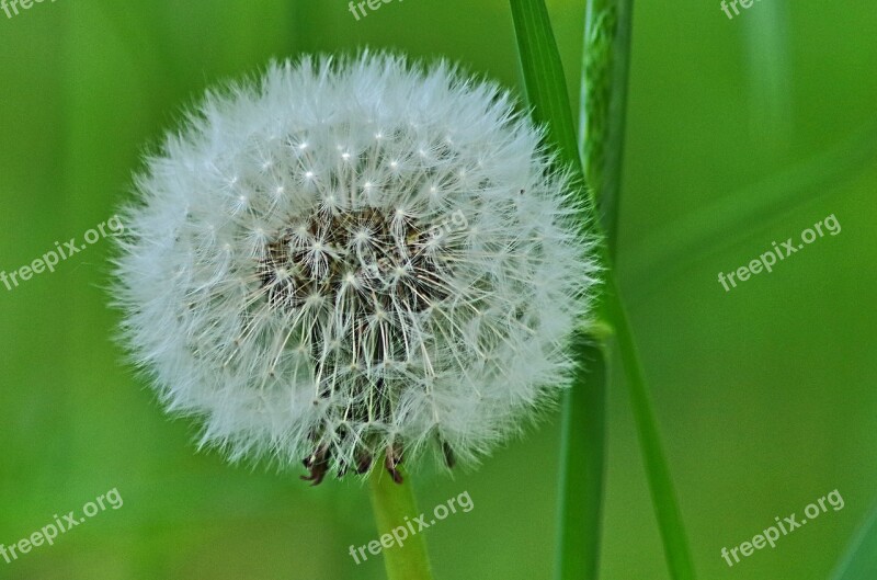 Dandelion Seeds Nature Flower Plant