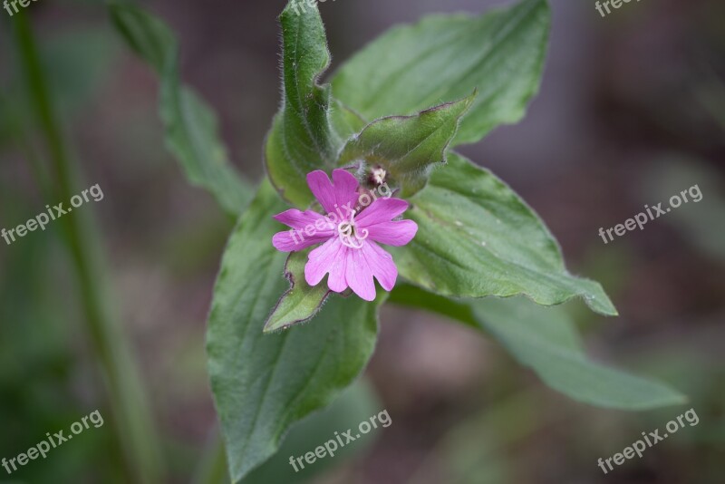 Heath Orchid Pointed Flower Blossom Bloom Pink