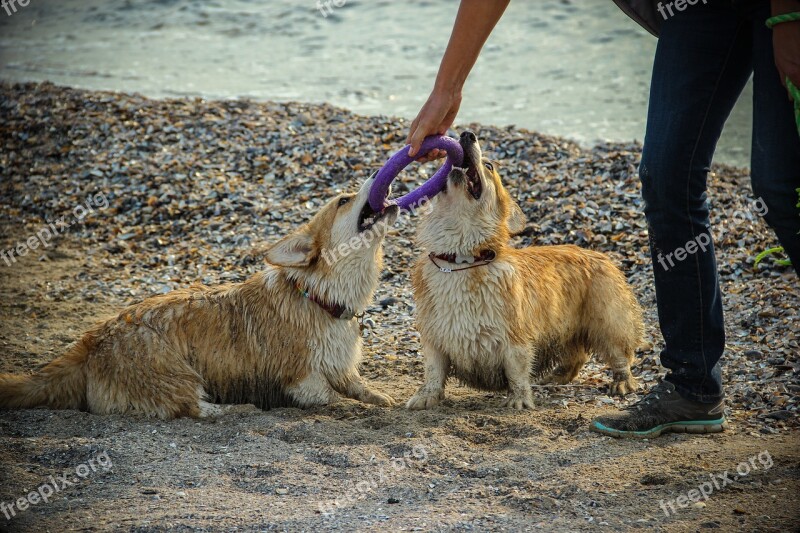 Dog Corgi Shepherd Welschcorgi Pet