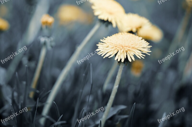 Flowers Dandelion Nature Macro Plant