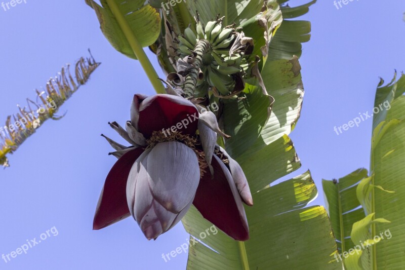 Banana Tree Banana Flower Bananas Blossom Tropical