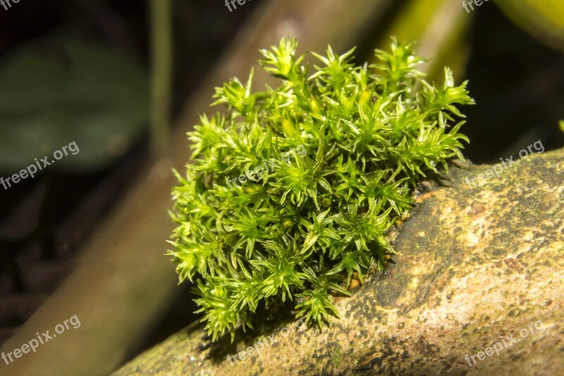 Moss Dosh Bog Spondulicks Magical Forest