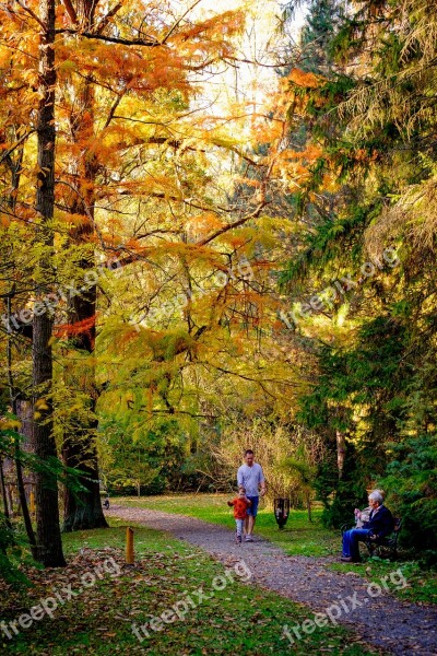 Park Autumn Tree Nature Outdoors