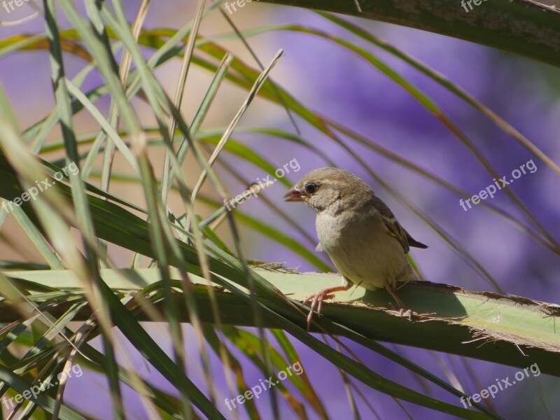 Bird Songbird Migratory Bird Egypt Palm