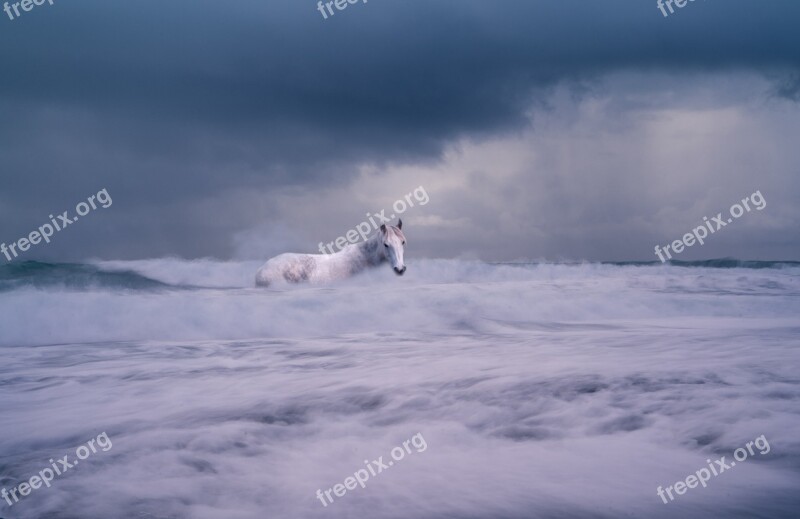 The Horse Nature Wave Romantic Sea